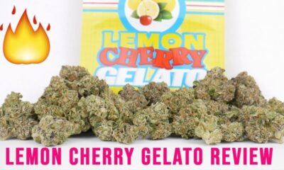 lemon cherry gelato strain