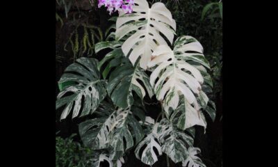 monstera albo