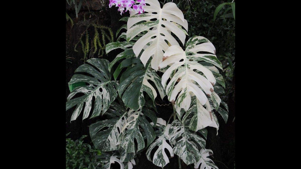 monstera albo